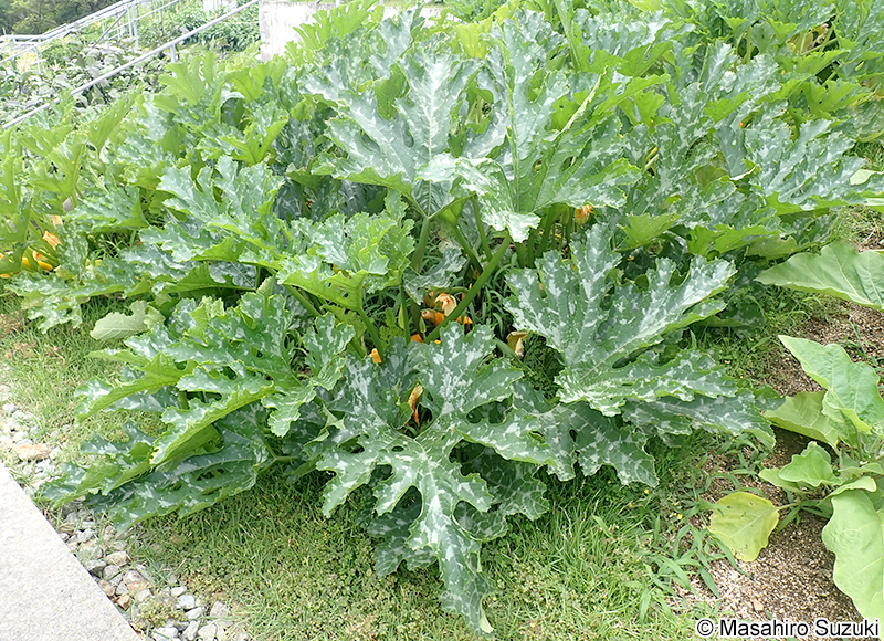 ズッキーニ Cucurbita pepo 'Melopepo'