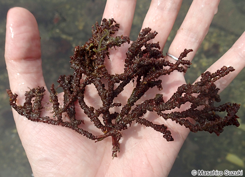 ユイキリ Gelidium yoshidae