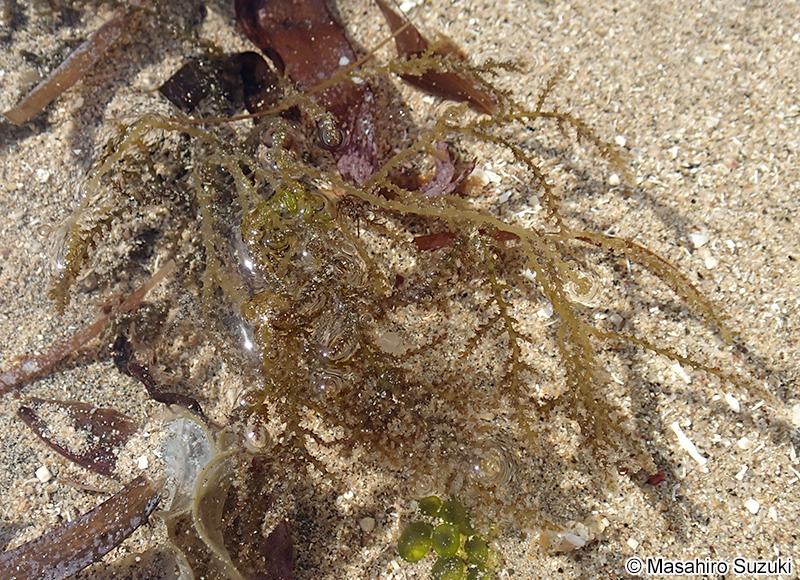 トゲノリ Acanthophora spicifera