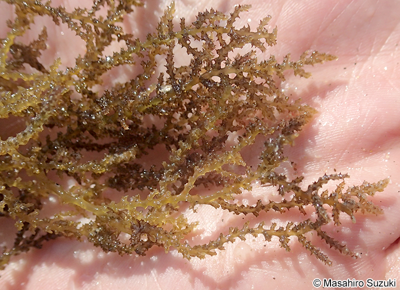 トゲノリ Acanthophora spicifera