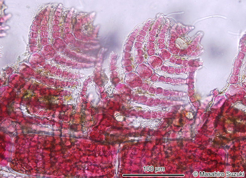 リュウノタマ Acrothamnion preissii