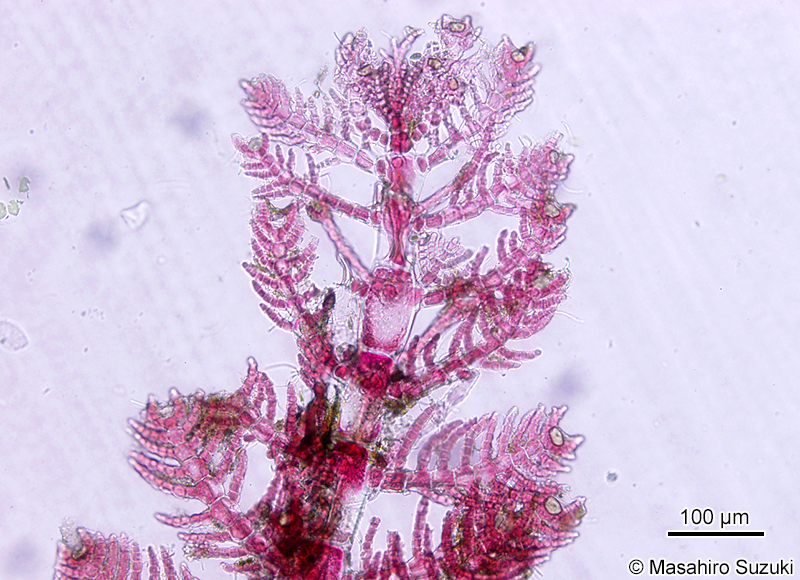 リュウノタマ Acrothamnion preissii