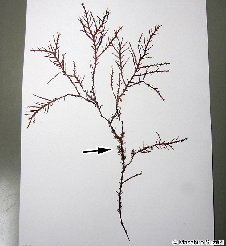 リュウノタマ Acrothamnion preissii