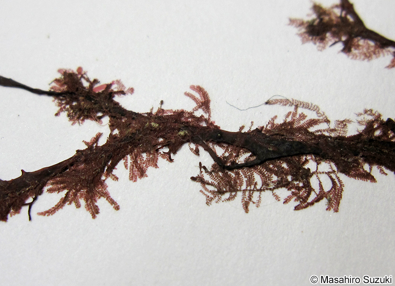 リュウノタマ Acrothamnion preissii