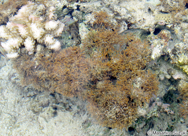 ソデガラミ Actinotrichia fragilis