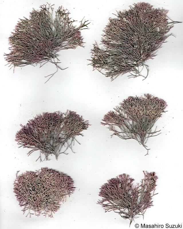 ソデガラミ Actinotrichia fragilis