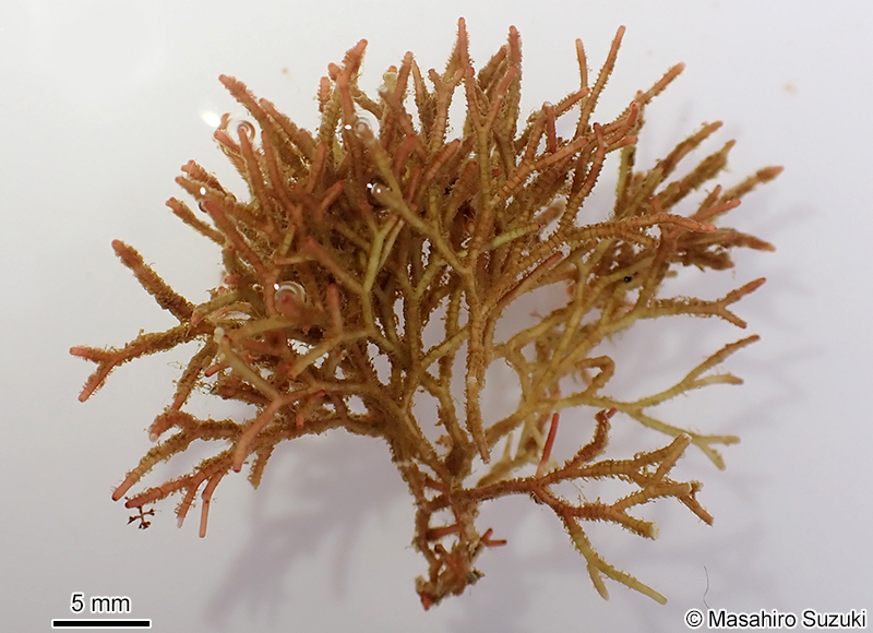 ソデガラミ Actinotrichia fragilis