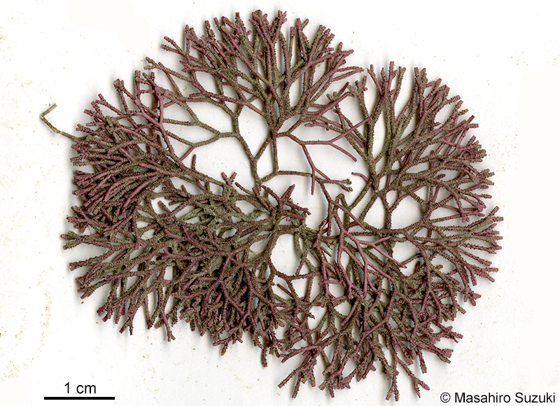 ソデガラミ Actinotrichia fragilis