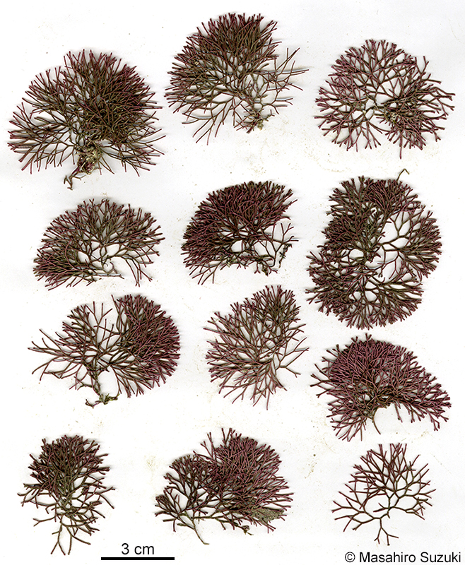 ソデガラミ Actinotrichia fragilis