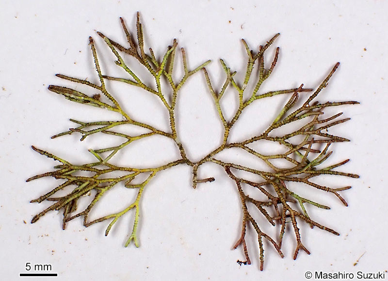 ソデガラミ Actinotrichia fragilis