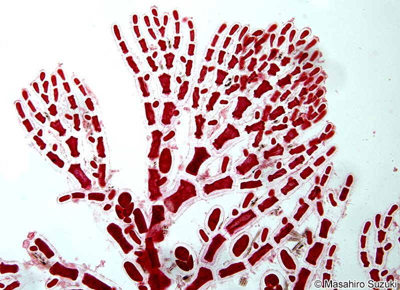 キヌイトグサ Aglaothamnion callophyllidicola