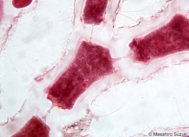 キヌイトグサ Aglaothamnion callophyllidicola