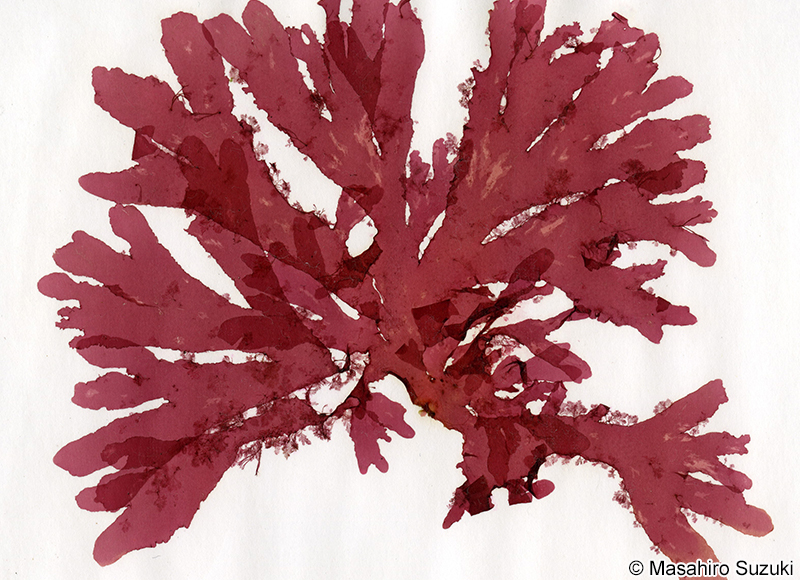 キヌイトグサ Aglaothamnion callophyllidicola