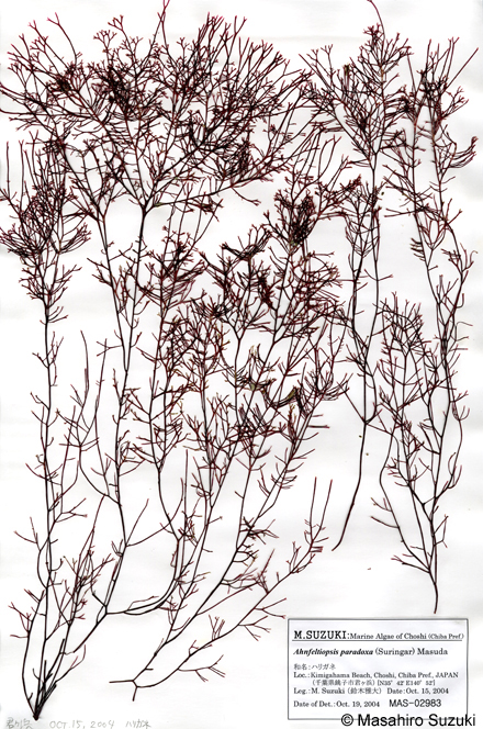 ハリガネ Besa paradoxa