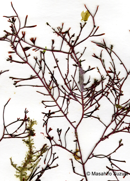 ハリガネ Besa paradoxa