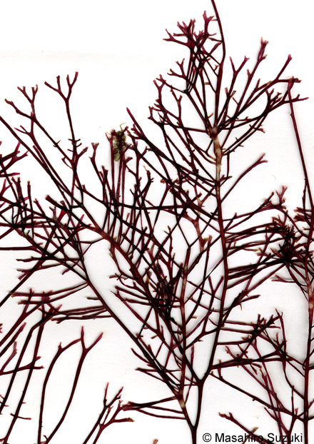 ハリガネ Besa paradoxa