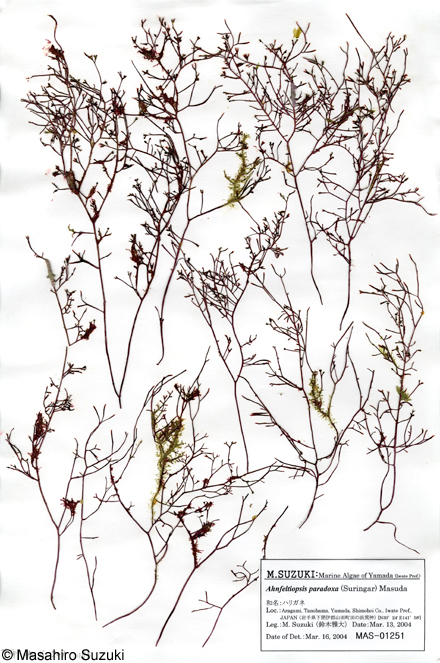 ハリガネ Besa paradoxa