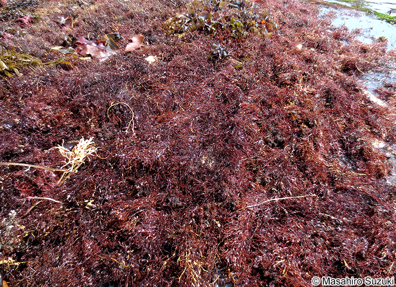 ハリガネ Besa paradoxa