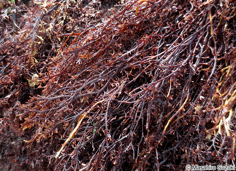 ハリガネ Besa paradoxa