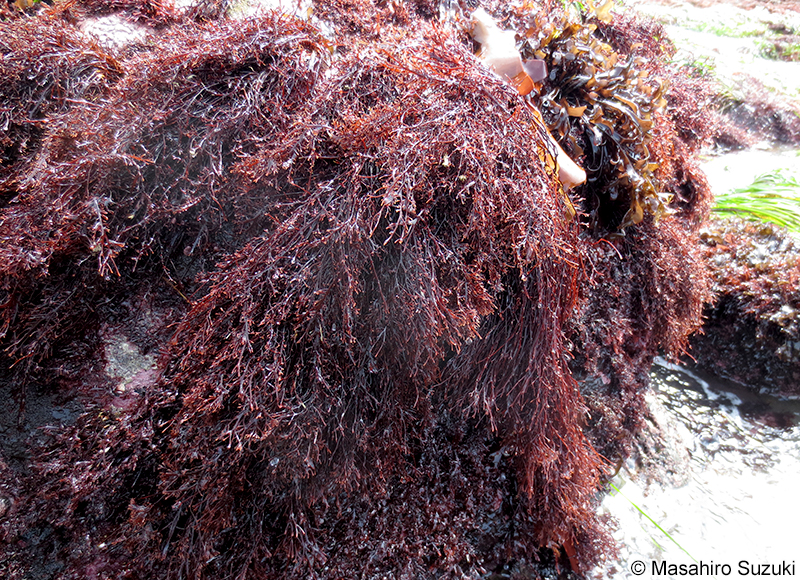 ハリガネ Besa paradoxa