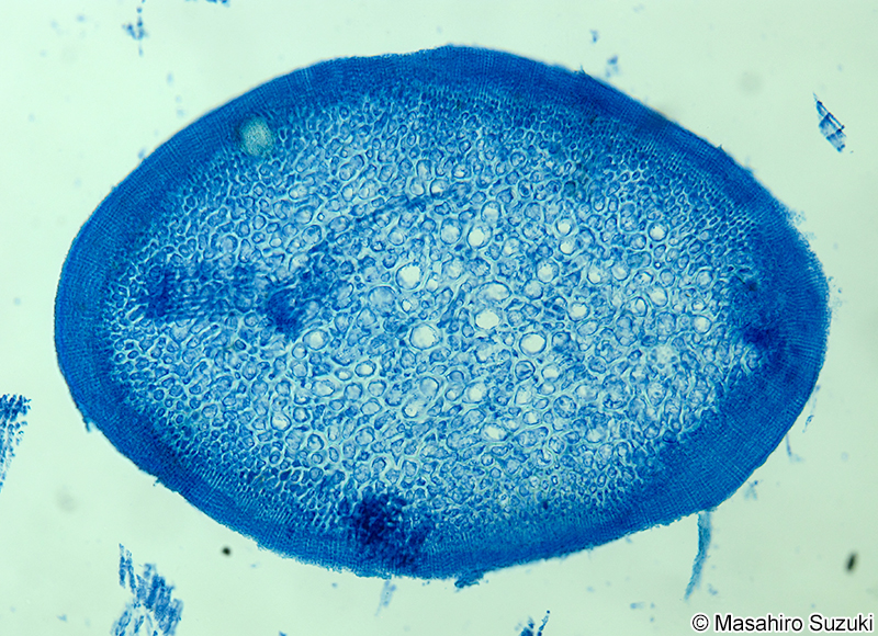 ハリガネ Besa paradoxa