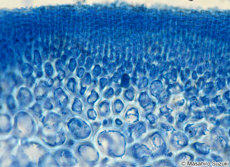 ハリガネ Besa paradoxa