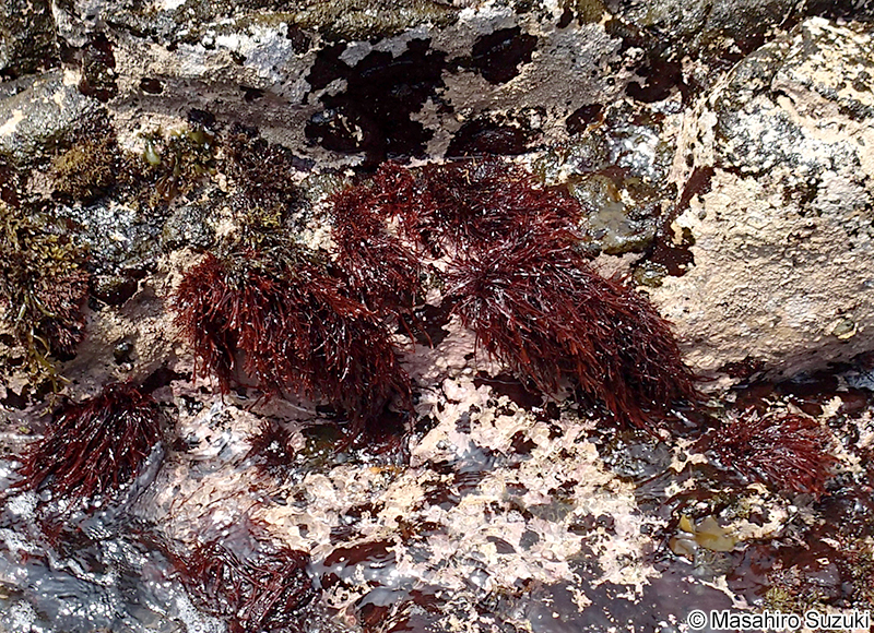 ハリガネ Besa paradoxa