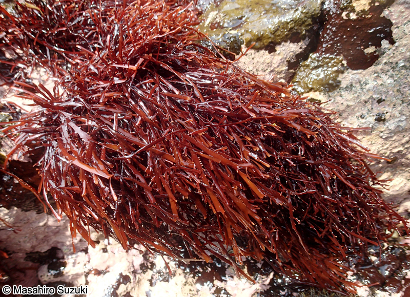 ハリガネ Besa paradoxa