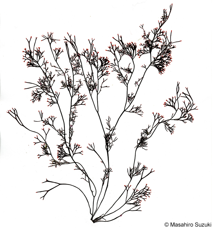 ハリガネ Besa paradoxa