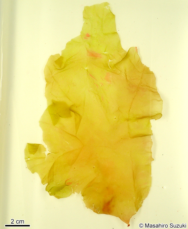 ヌメリギヌ Amalthea rubida