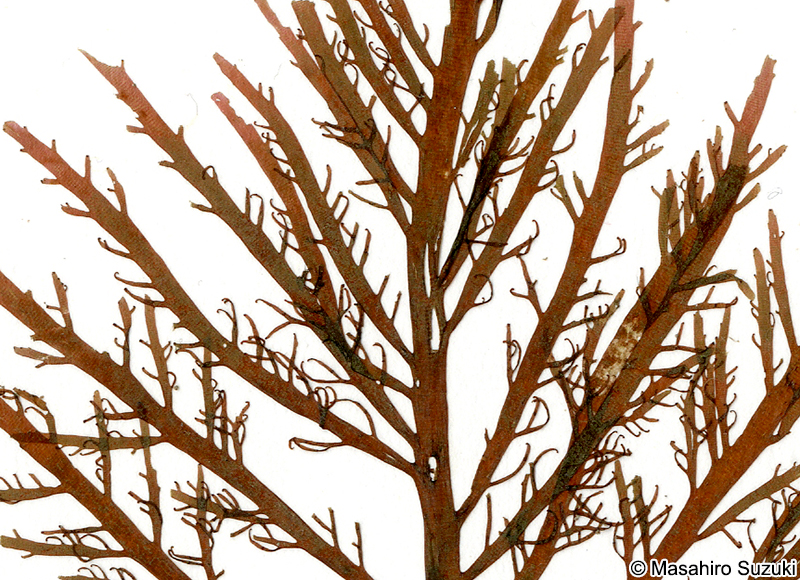 ヒオドシグサ Amansia japonica