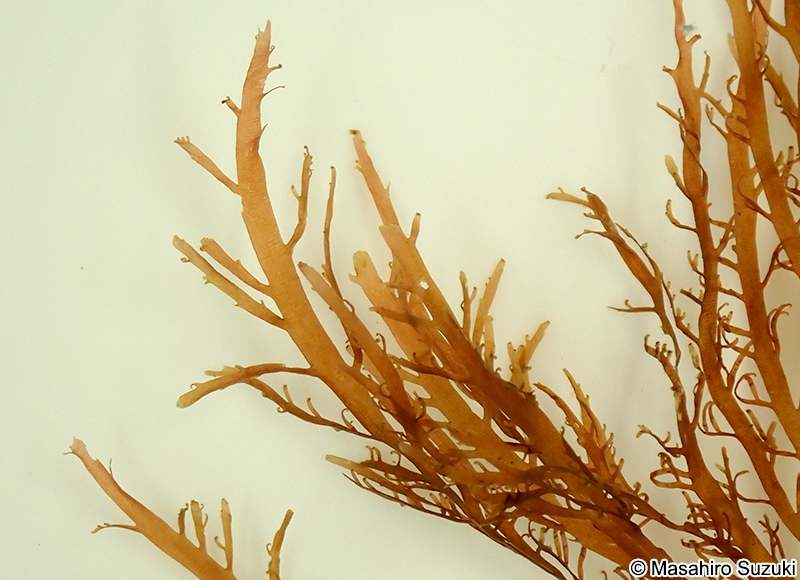 ヒオドシグサ Amansia japonica