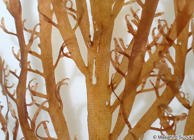 ヒオドシグサ Amansia japonica