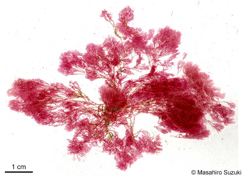 イトキヌゲ Anotrichium yagii