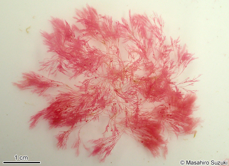 イトキヌゲ Anotrichium yagii