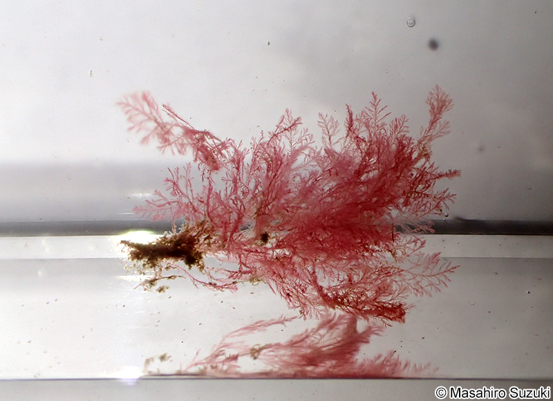 ホソガサネ Antithamnionella spirographidis