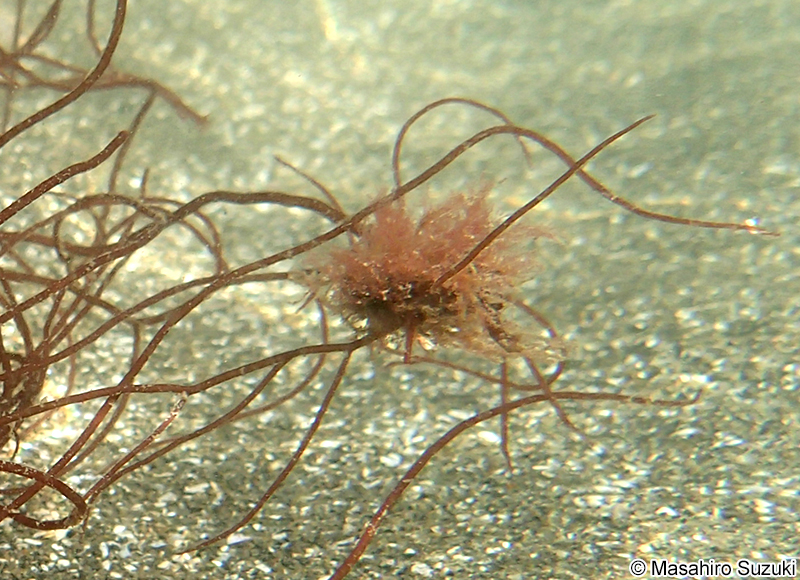 ホソガサネ Antithamnionella spirographidis