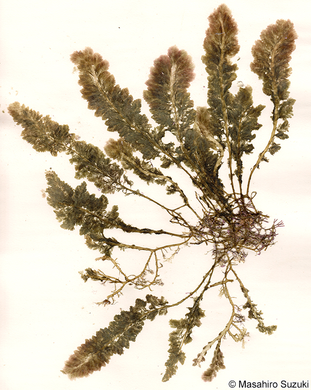 カギケノリ Asparagopsis taxiformis