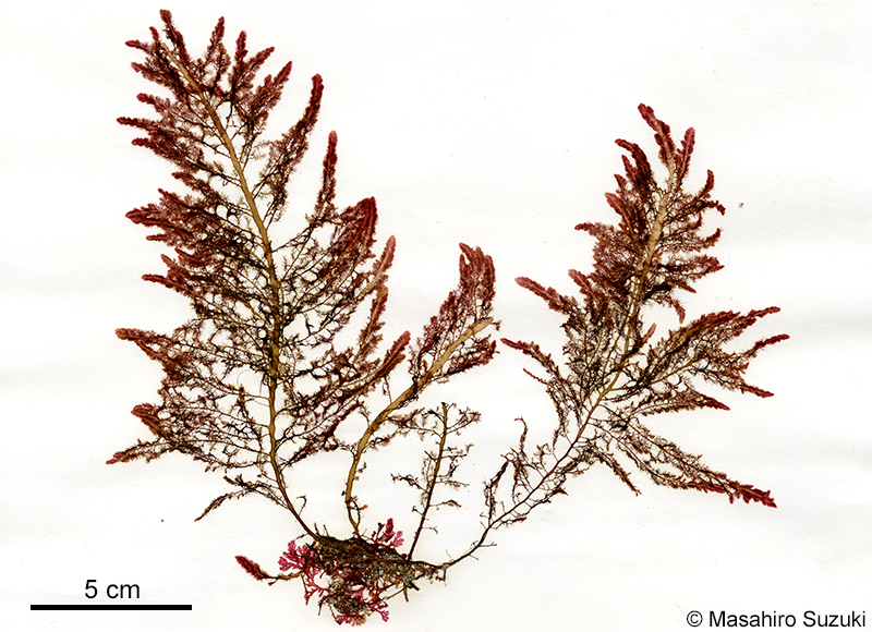 カギケノリ Asparagopsis taxiformis