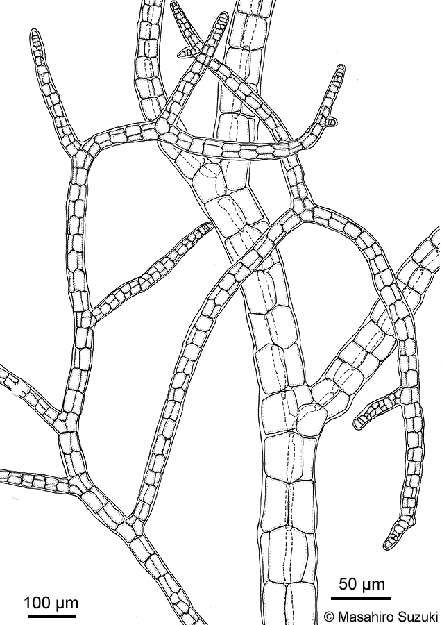 カギケノリ Asparagopsis taxiformis