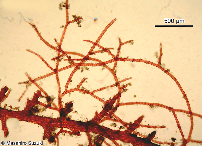 カギケノリ Asparagopsis taxiformis