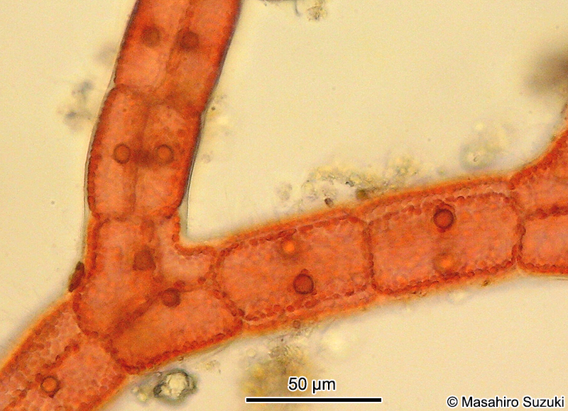 カギケノリ Asparagopsis taxiformis