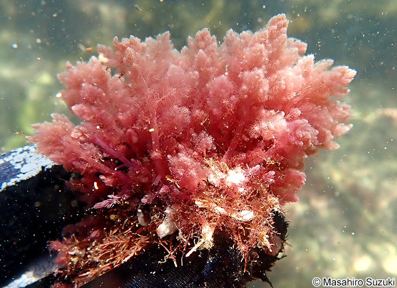 カギケノリ Asparagopsis taxiformis