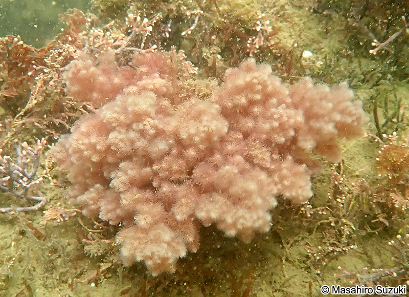 カギケノリ Asparagopsis taxiformis