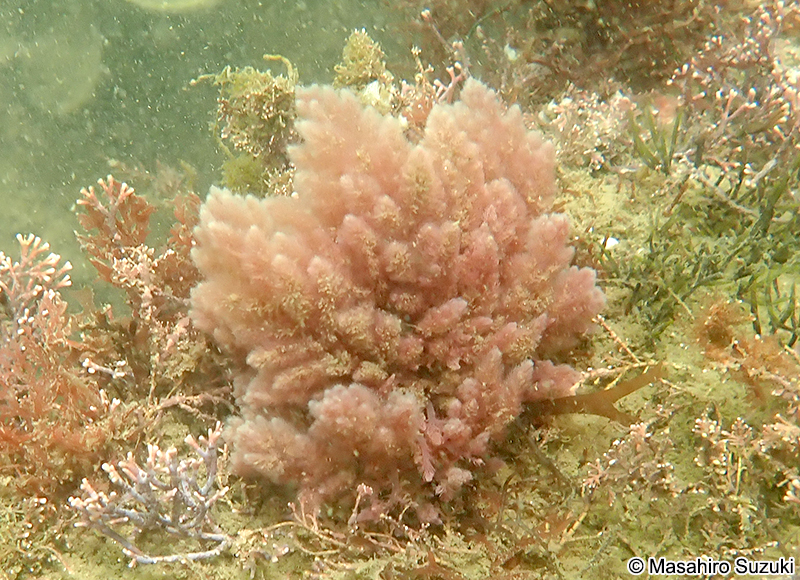 カギケノリ Asparagopsis taxiformis