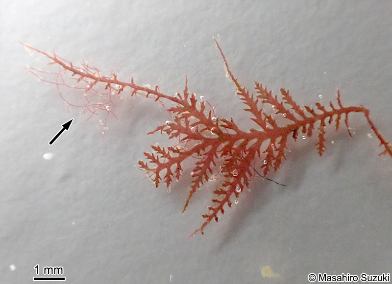 カギケノリ Asparagopsis taxiformis