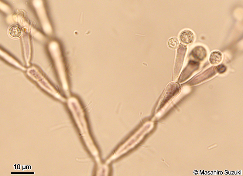 精子嚢を付けた枝
