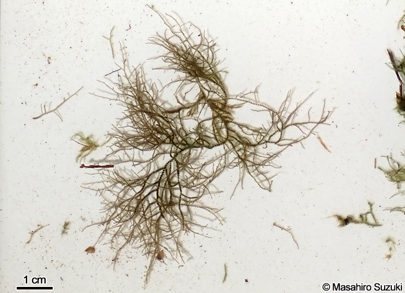 カワモズク Batrachospermum gelatinosum