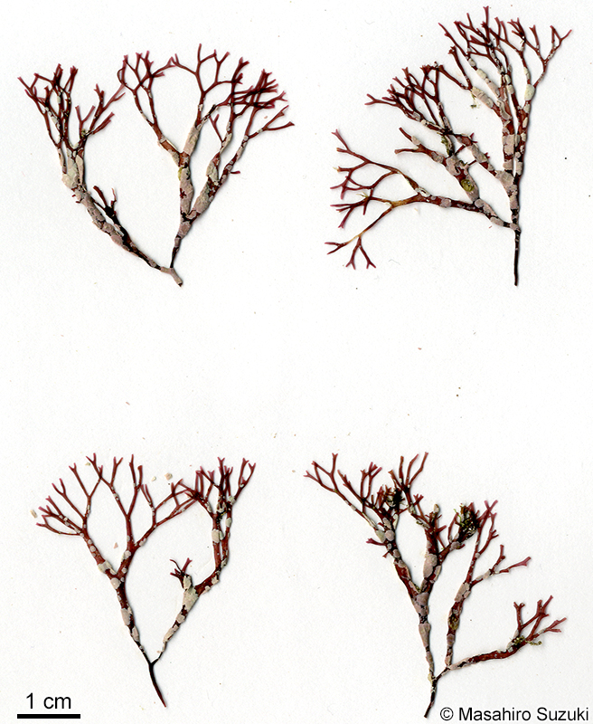 ソエエダナシオキツ Besa japonica