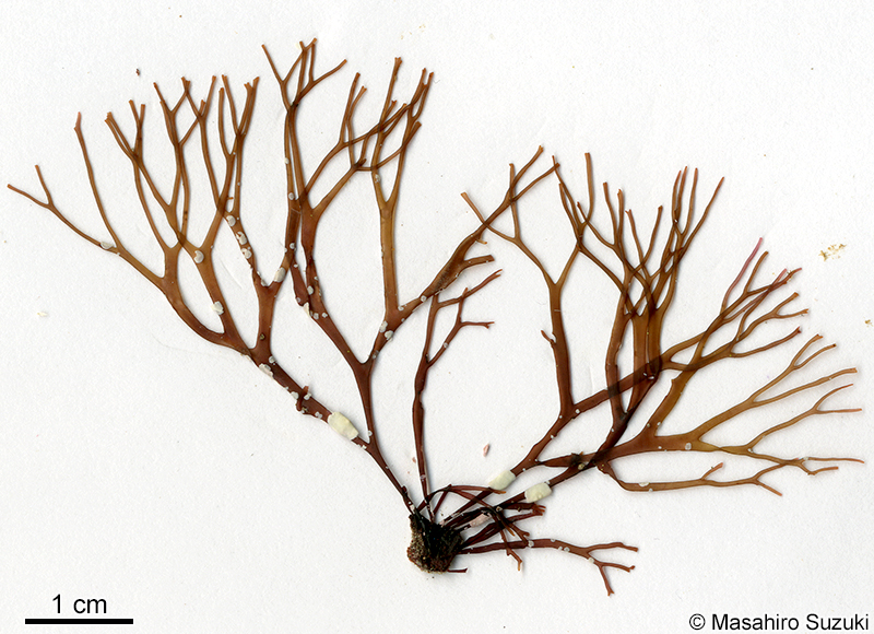 ソエエダナシオキツ Besa japonica